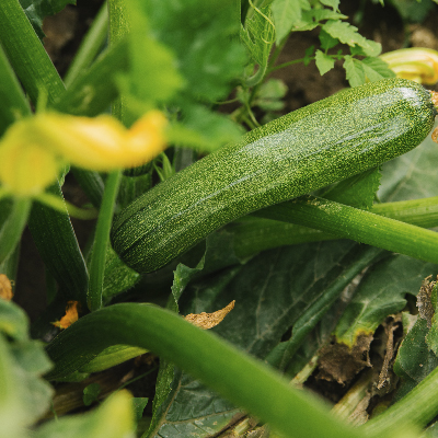 Zucchine Scelte per Te